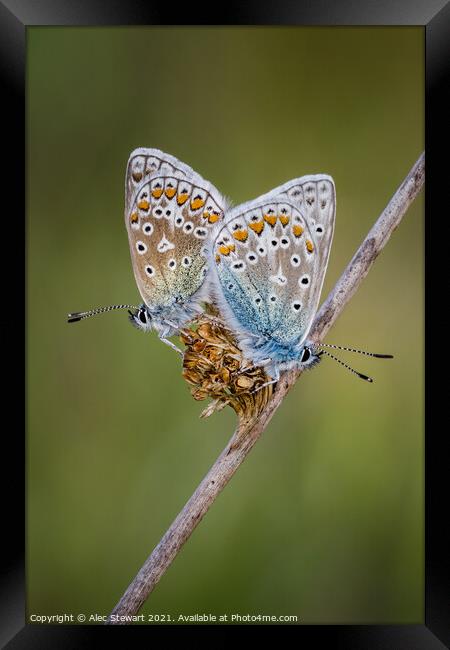 A Pair of Common Blue Butterflies Framed Print by Alec Stewart