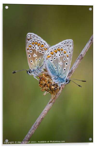 A Pair of Common Blue Butterflies Acrylic by Alec Stewart