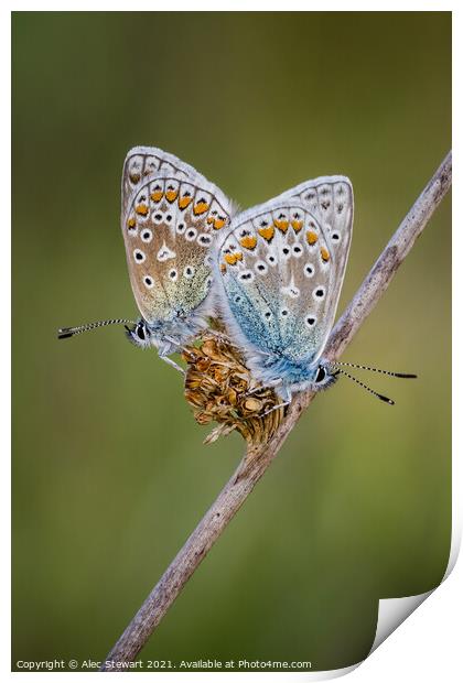 A Pair of Common Blue Butterflies Print by Alec Stewart