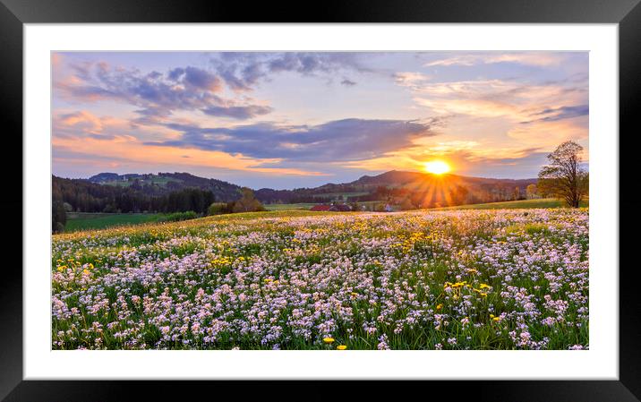 Colourful spring meadow at sunset Framed Mounted Print by Andreas Föll