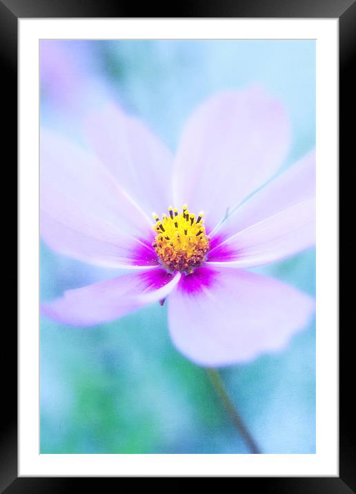 Gently Framed Mounted Print by