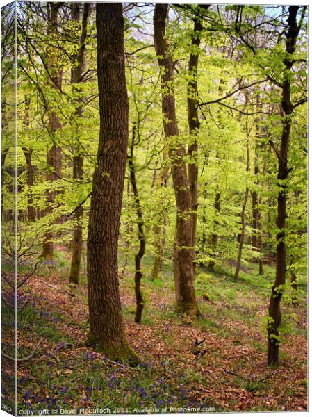 Discovering Skipton Castle Wood Canvas Print by David McCulloch