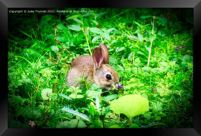 A wild baby rabbit enjoying the flowers Framed Print by Jules D Truman
