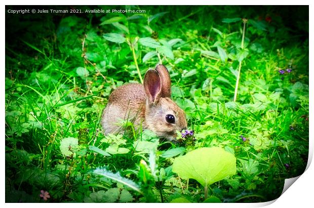 A wild baby rabbit enjoying the flowers Print by Jules D Truman