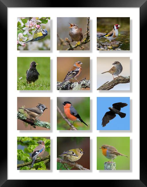 British Garden Birds Framed Print by Arterra 