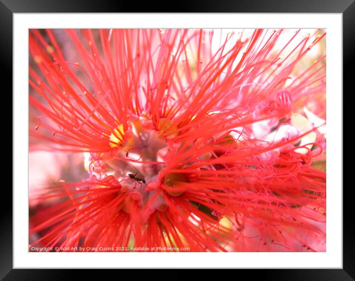 Ant Home Framed Mounted Print by Wall Art by Craig Cusins