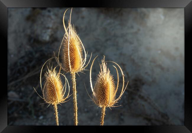 nice close-up of thistle flower with bokeh effect Framed Print by David Galindo