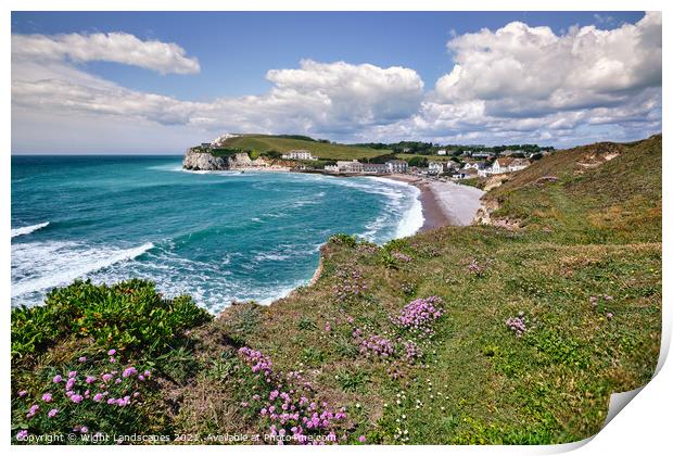 Freshwater Bay Armeria Maritima Print by Wight Landscapes