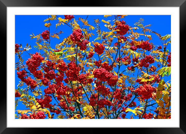 Rowan tree closeup. Framed Mounted Print by Mikhail Pogosov