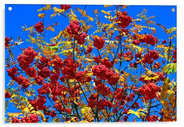 Rowan tree closeup. Acrylic by Mikhail Pogosov