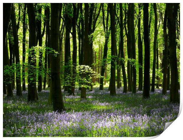 Sunlit bluebells Print by Simon Johnson