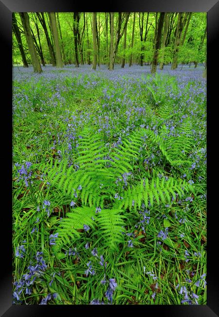 Ferns Framed Print by Simon Johnson