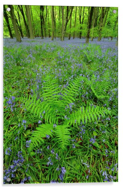 Ferns Acrylic by Simon Johnson