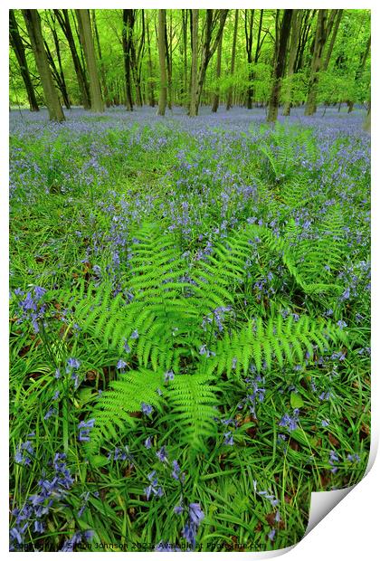 Ferns Print by Simon Johnson