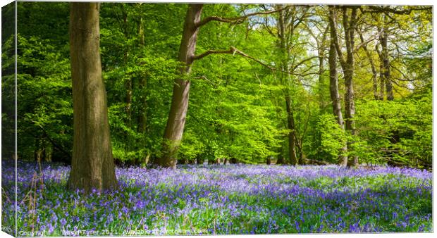 Enchanting Bluebell Bloom in Ancient Essex Woodlan Canvas Print by David Tyrer