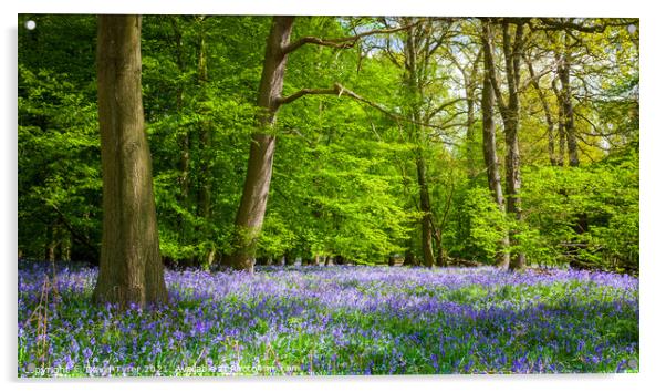 Enchanting Bluebell Bloom in Ancient Essex Woodlan Acrylic by David Tyrer