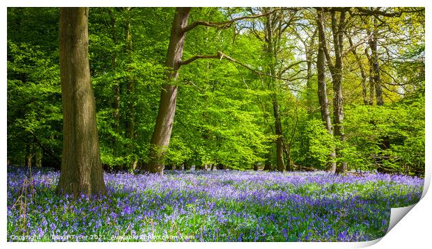 Enchanting Bluebell Bloom in Ancient Essex Woodlan Print by David Tyrer