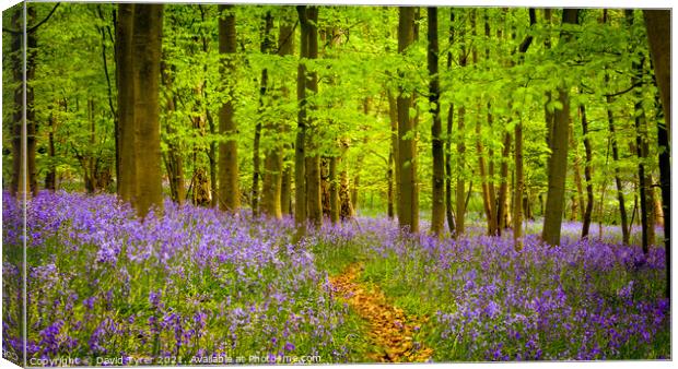 Enchanting Bluebell Bloom in Essex Canvas Print by David Tyrer