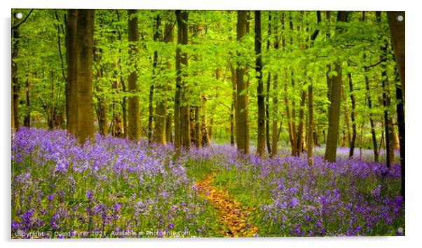Enchanting Bluebell Bloom in Essex Acrylic by David Tyrer