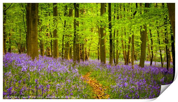 Enchanting Bluebell Bloom in Essex Print by David Tyrer