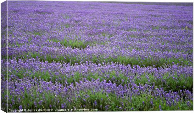 Lavender field 4 Canvas Print by James Ward