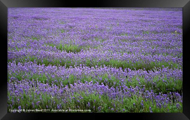 Lavender field 4 Framed Print by James Ward