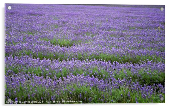 Lavender field 4 Acrylic by James Ward