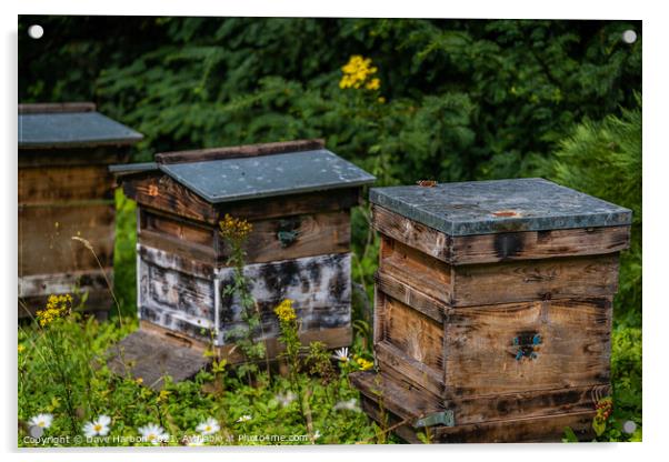 Beehives of Brodsworth Hall Acrylic by Dave Harbon