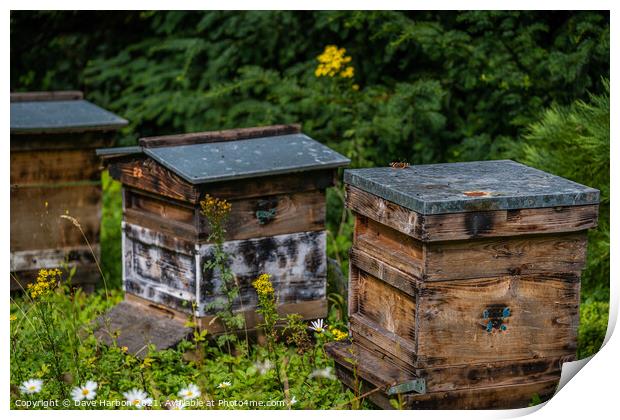Beehives of Brodsworth Hall Print by Dave Harbon