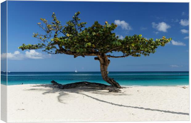 Tree on a Caribbean Beach Canvas Print by John Gilham