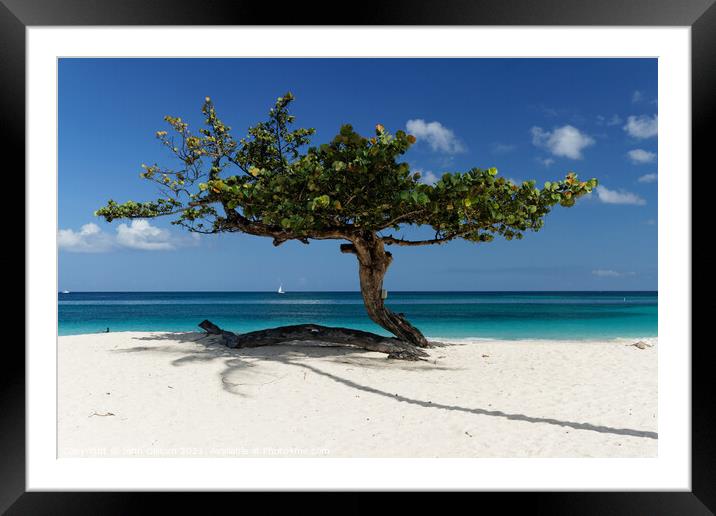 Tree on a Caribbean Beach Framed Mounted Print by John Gilham