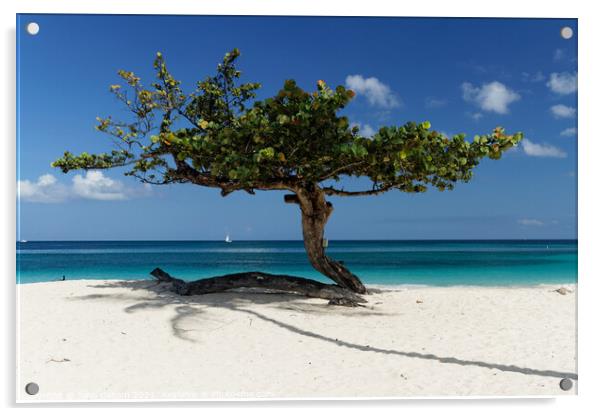 Tree on a Caribbean Beach Acrylic by John Gilham