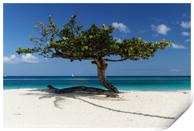 Tree on a Caribbean Beach Print by John Gilham