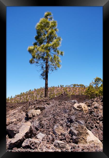 Lone Pine Tree, Tenerife, Spain Framed Print by Kasia Design