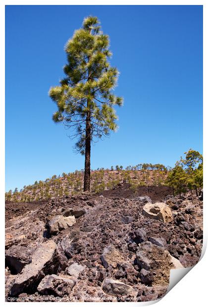 Lone Pine Tree, Tenerife, Spain Print by Kasia Design