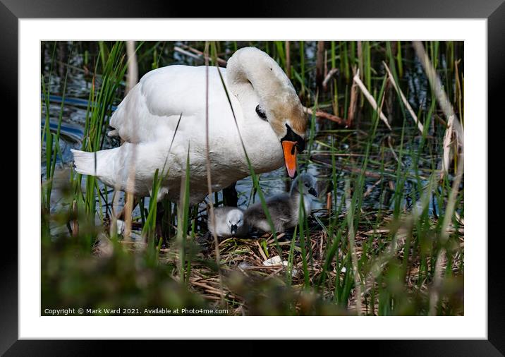 The Swan Family. Framed Mounted Print by Mark Ward