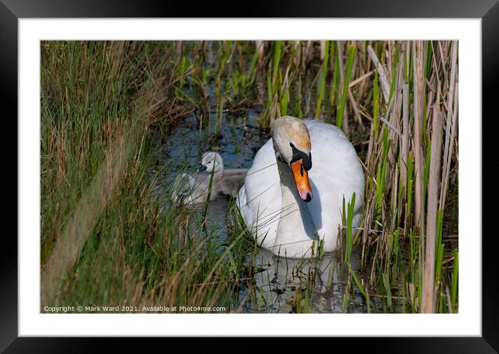 Proud and Protective. Framed Mounted Print by Mark Ward