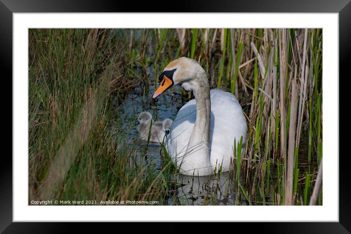 Follow Me Framed Mounted Print by Mark Ward