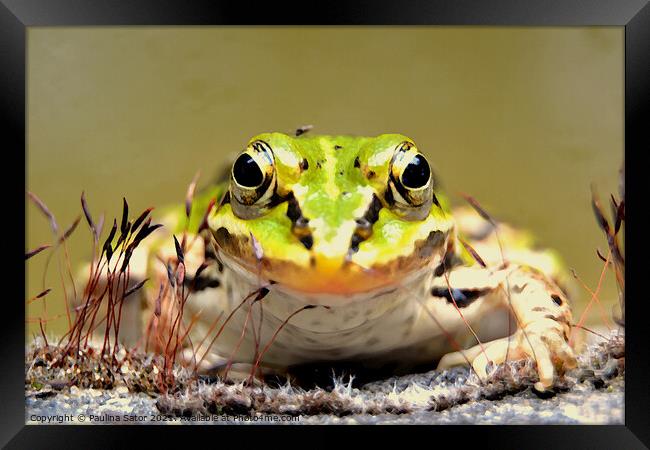 The frog prince Framed Print by Paulina Sator