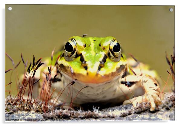 The frog prince Acrylic by Paulina Sator