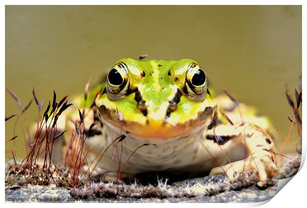 The frog prince Print by Paulina Sator