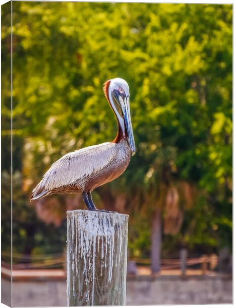 Pelican Perched on Post Canvas Print by Darryl Brooks