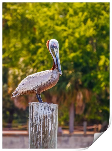 Pelican Perched on Post Print by Darryl Brooks