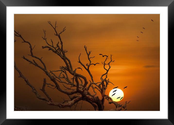 Pelicans Flying Over Dead Tree Framed Mounted Print by Darryl Brooks