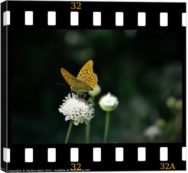 Butterfly in the film frame Canvas Print by Paulina Sator
