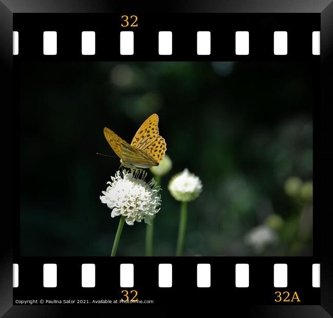Butterfly in the film frame Framed Print by Paulina Sator