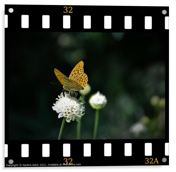 Butterfly in the film frame Acrylic by Paulina Sator