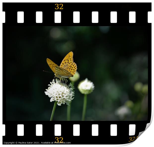 Butterfly in the film frame Print by Paulina Sator
