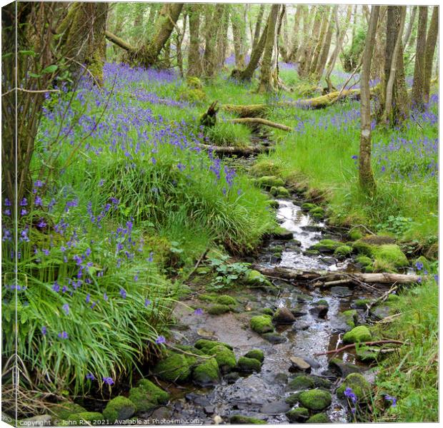 Bluebells Canvas Print by John Rae