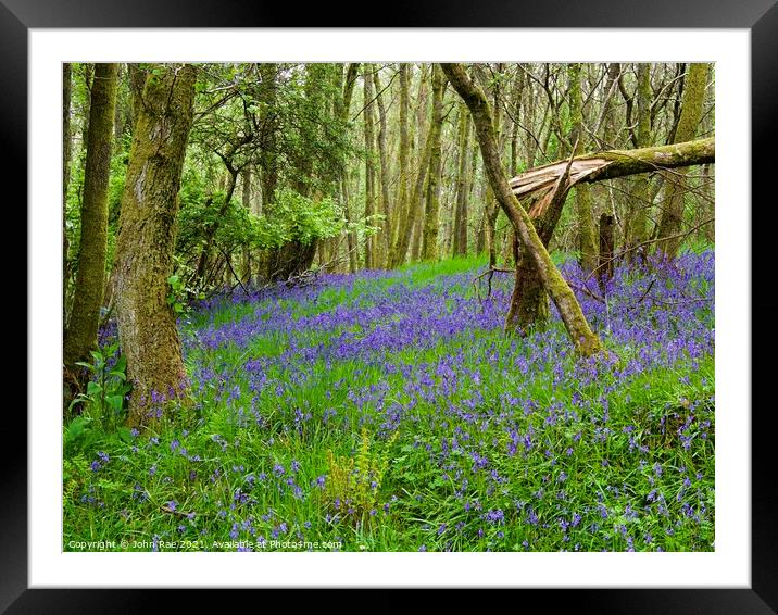 Fallen tree with bluebells Framed Mounted Print by John Rae